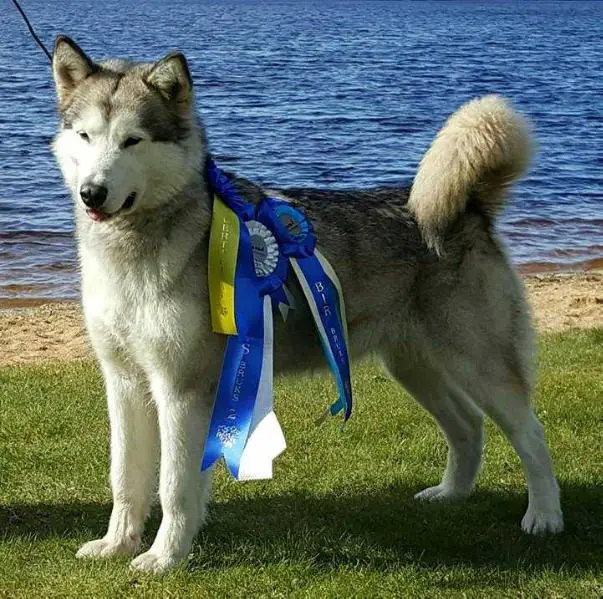 Workingtest DP 60 price 1, CAC, BOB workingdog Cheya's Saintline Runs to Cahppes