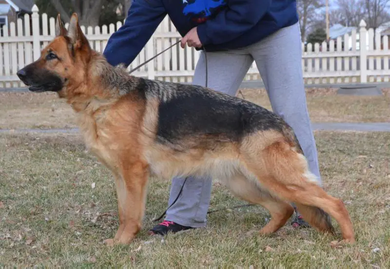 V Narika vom Dortmunder