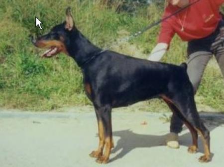 RUS CH S'Lichobor Vishnya