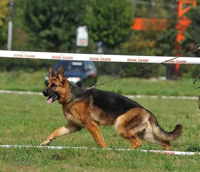 Choco von Valmarhof