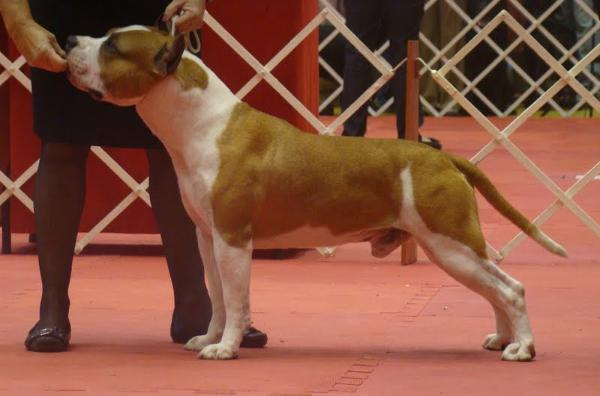 INT CH, GR BR CH Master staffs & champion´s line bunkker