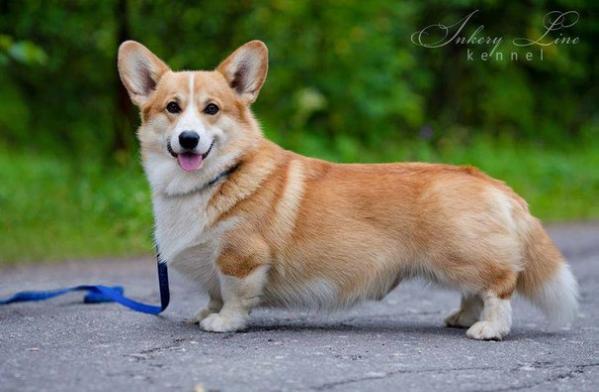 Annline's Star Dancer For You