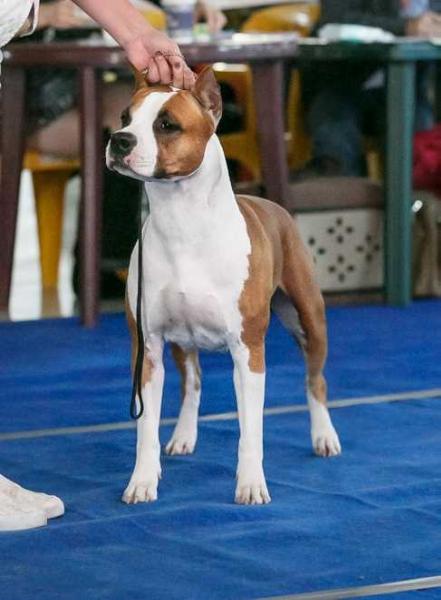 Limited Edition Highline Aqua