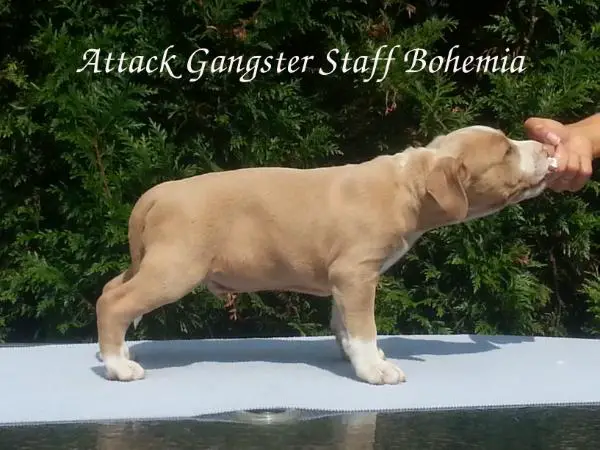 Attack Gangster Staff Bohemia