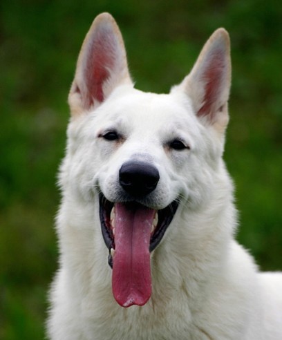 Chadow White du Royaume de la Louve Blanche