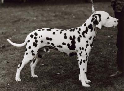 ENG. CH. Olbero O'Keefe