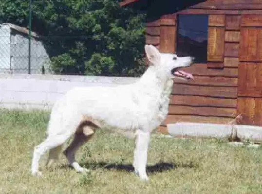 Le King des Gardiens du Walhalla