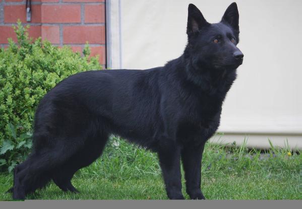 Pitta van de Zeelberg