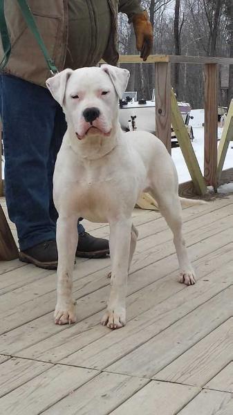 Brubakers Hannah of Kinghaven