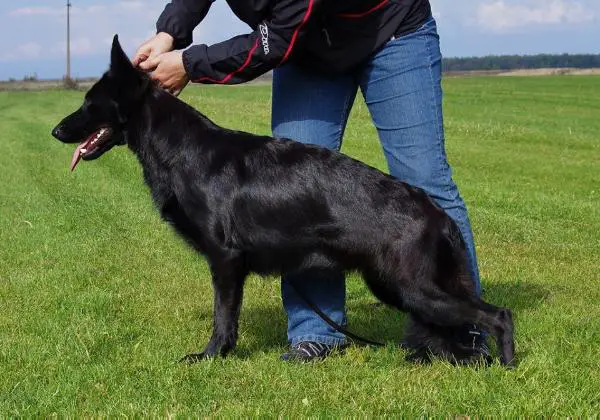 Vogerland Charuyuschaya Noch