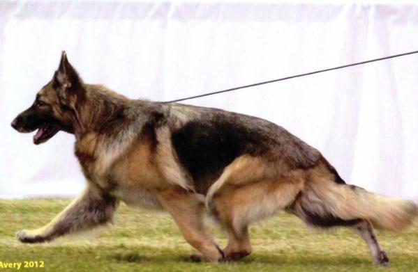 Stone Rydge's Foxy Lady