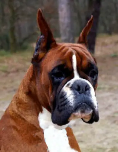 Claudiakokka della Cadormare