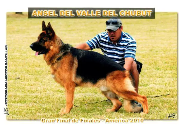 Ansel del valle del chubut