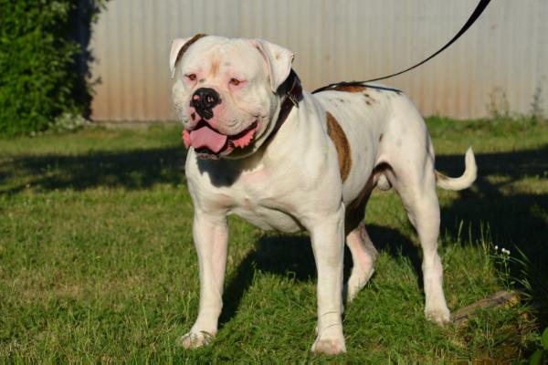 Zeus of Blondbulls(The Hobbyt Gedeon)
