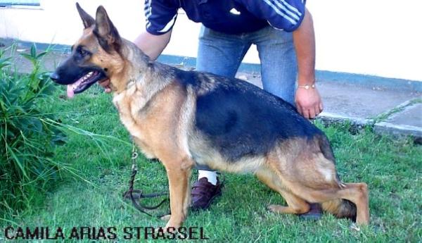 CAMILA ARIAS STRASSEL