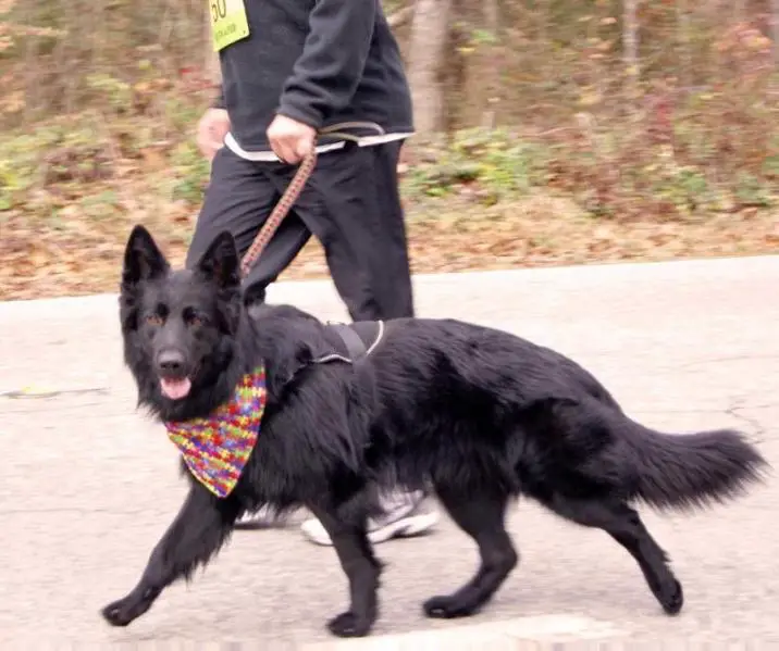 Saluda Ridge's Pogostick
