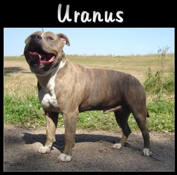 Uranus du grand molosse des Aspres