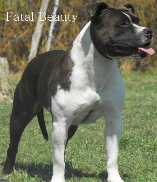 RCACIB Fatal Beauty Des bentleys d'argent