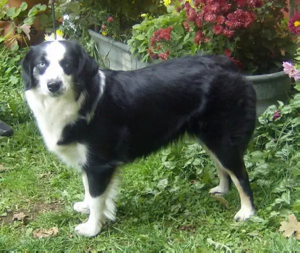 INT CH Coat Tails Little Bit O Black Magic