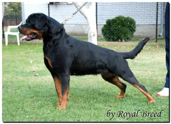 MULT CH, 8XCAC,CACIB Zendy from royal breed