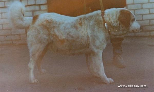 Akbay 'ow. Chigindin'