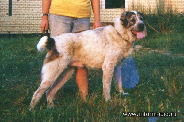 Gaplan 'ow.Kyarizov'