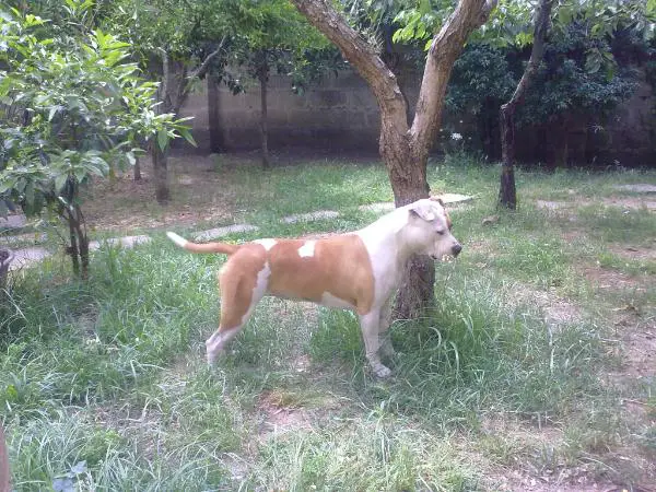 sitting bull defender sacred blood