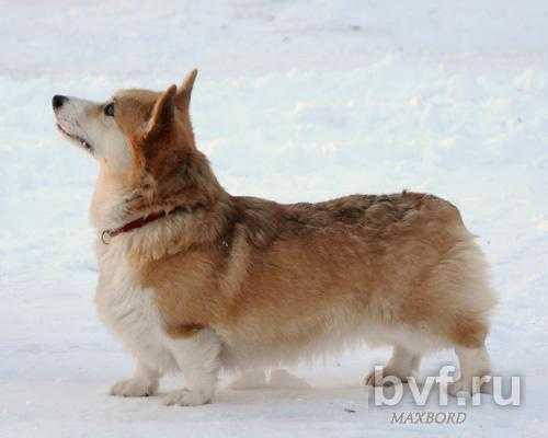 Rus Glamur Vivat Victoriya