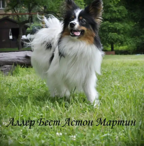 JUNIOR CH. OF RUSSIA Aller Best Aston Martin