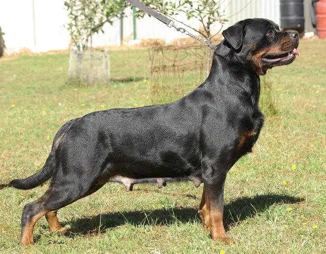 AUST. CH. MULTI V1, Rockdalestar Zoey