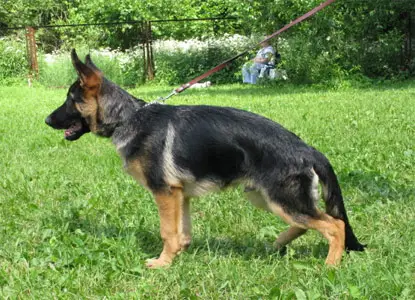Faerhund Ares