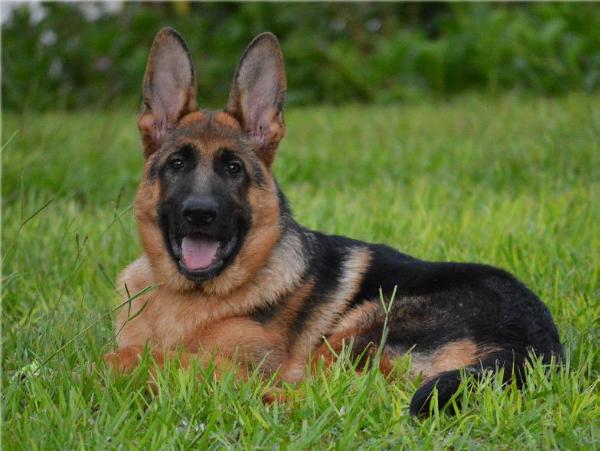 Drago de Cuatro Reinas