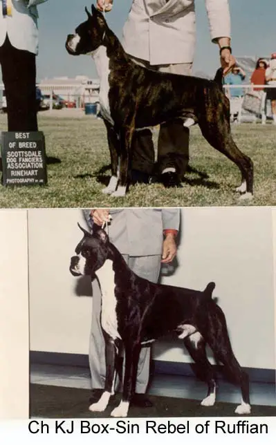 Int. Ch. KJ's Box-Sin Rebel of Ruffian