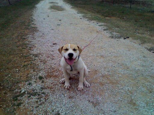 American Legendz Dirty Sanchez