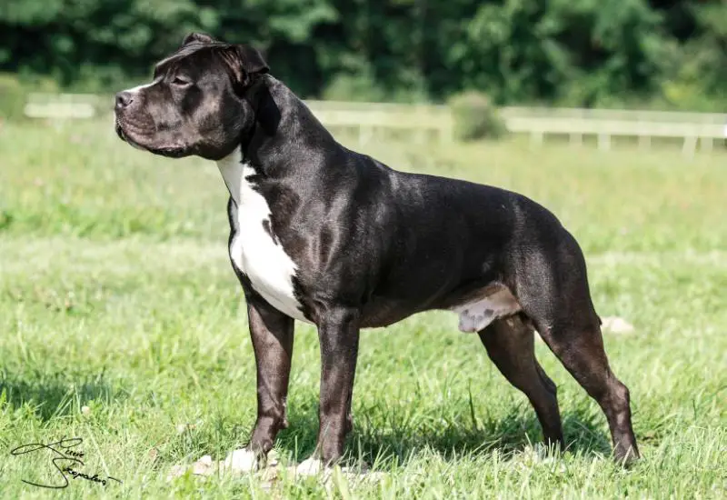 Int.CH.,CH.,JCH.,BOB El Diabolo Presburg Staff