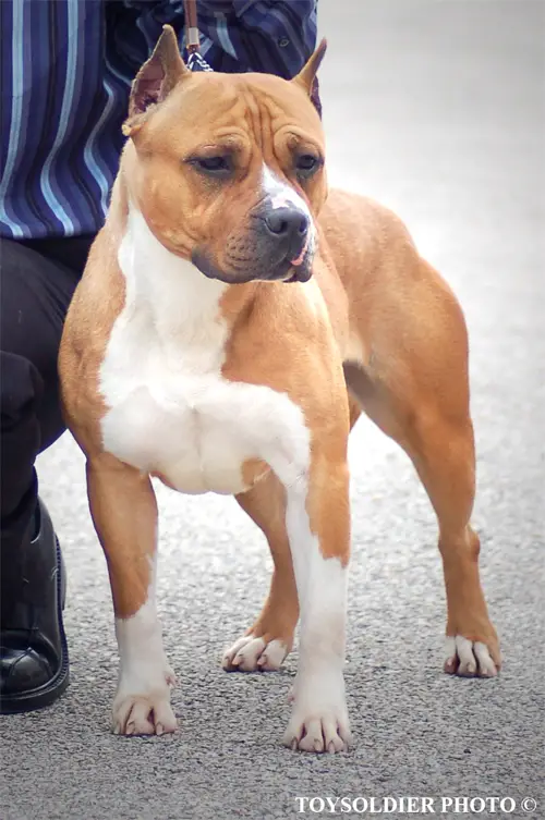 Ukc CH. Prodigy's lady in red