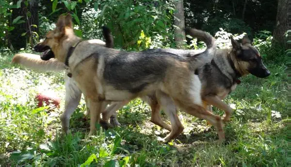 Duke's Rising Angel Von West