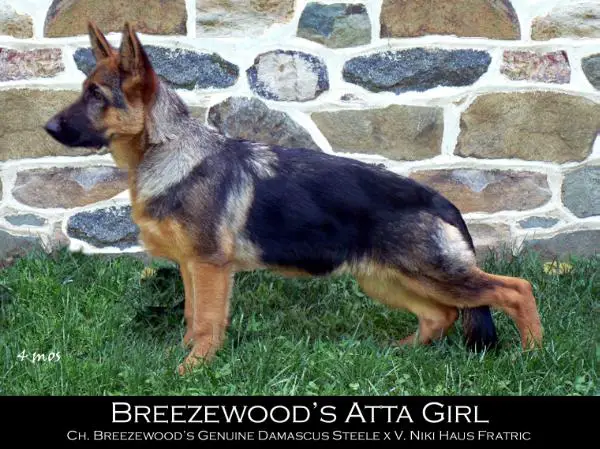 Breezewood's Atta Girl