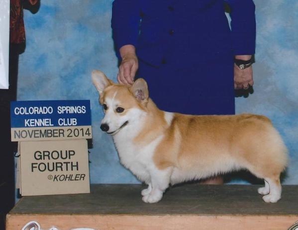 GCH CH Coventry Day Tripper