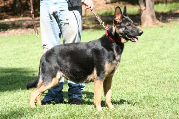 Reid'S mystique vom shadow