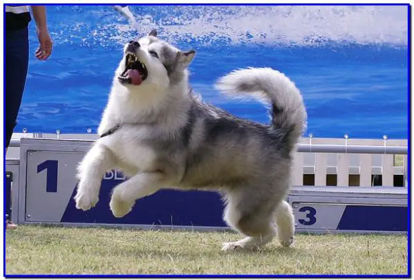 INT CH Anastasia Princessa Alaski