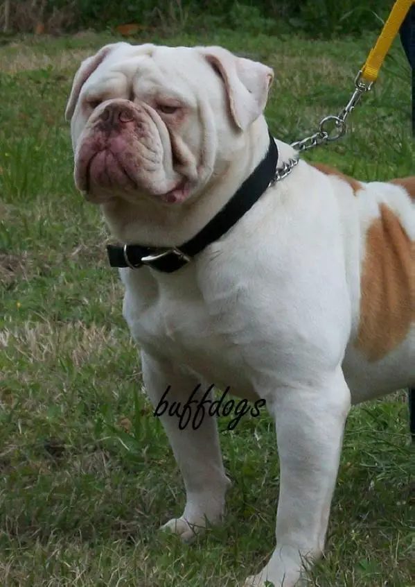 Dixie Ranch's Bo Duke