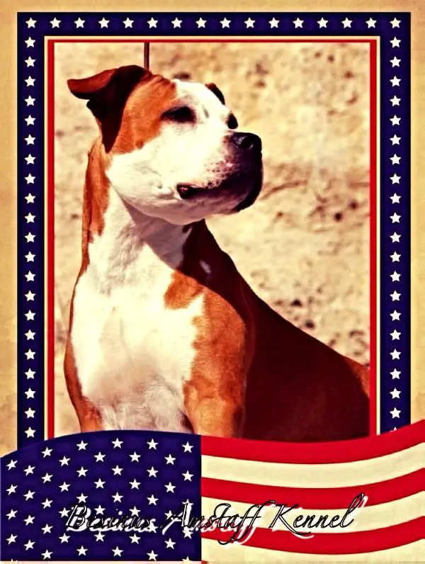 Ch. Germany, Ch. Austria, JCH. GBF, VDH, Angie`s Zany Red Chicken