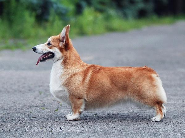 JCHUA/JGRCHUA Ilen Dream High Quality