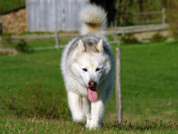 LEGENDARNY MAL z Radockiej Góry