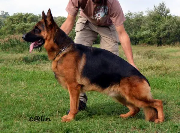 SG30  BSZS Niky di Casa Rosy