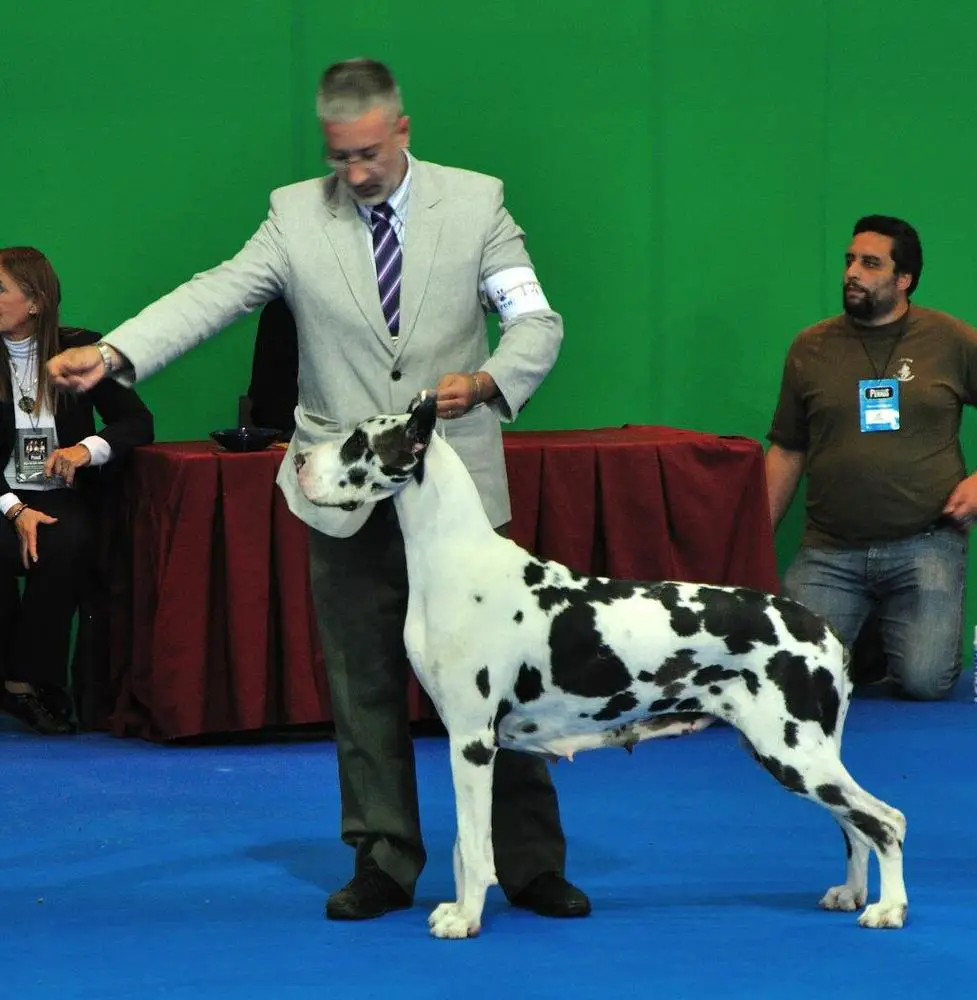 ARG GR, LAT, INT CH Von Ferden Piu Bella Von Pao