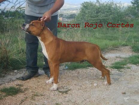 CMM 2007 Baron Rojo Cortes