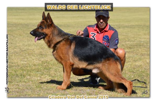 Waldo der Lichtblick