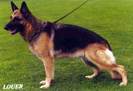 V Amber vom Forsteck